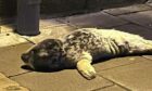 Baby seal pup rescued from Stonehaven Picture shows; Baby seal pup rescued from Stonehaven. Stonehaven.