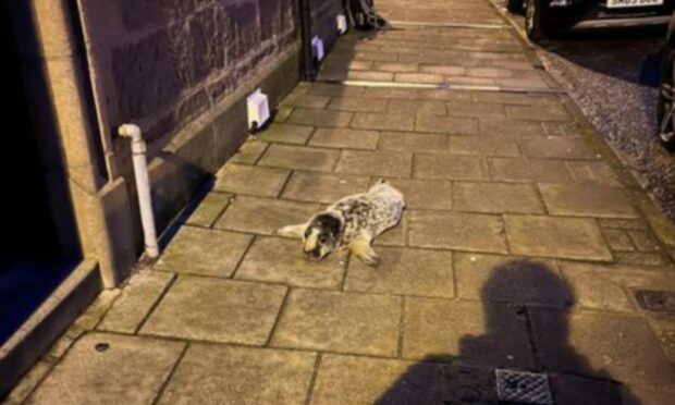 A baby seal pup is pictured heading along Stonehaven High Street before being rescued.