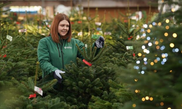 Dobbies has donated real Christmas trees to  community groups across Aberdeenshire. Image: Dobbies Garden Centres.