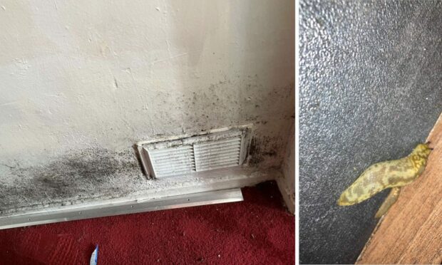 Sarah Rennie says her home is so damp it is causing mould and slugs.