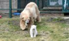 Victoria and Brodie the polar bears