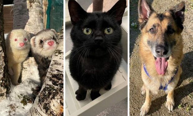 Thor, Joel, Luigi and Ellie are seeking a new home.