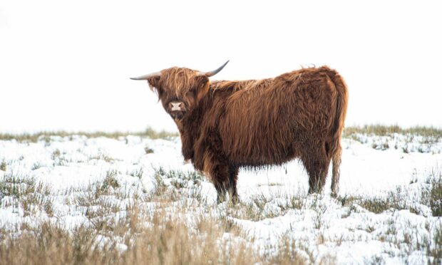 The Met Office has issued a snow and ice warning. Image: Wullie Marr/ DC Thomson.