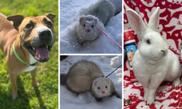 Bruno, Scooter, Jack and Hatter are some of the Scottish SPCA animals up for adoption. Image: Scottish SPCA