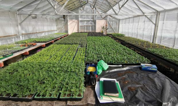 Summer bedding sown from sterilised compost mixes at Haddo House.