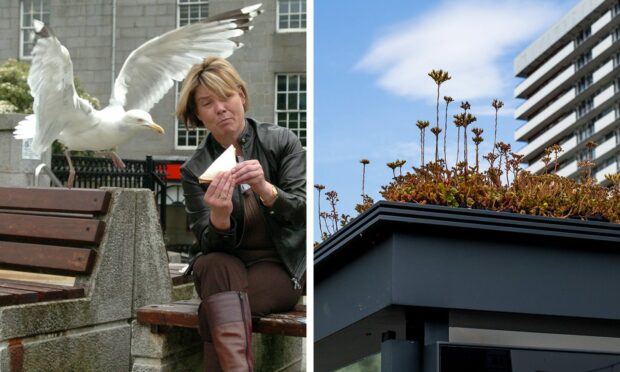 Image shows an Aberdeen gull swooping for a sandwich and a plant-topped bus stop in Utrecht. Similar could soon come to the Granite City.
