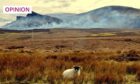 Muirburn is the practice of burning off old growth on a heather moor to encourage new growth for grazing (Image: Edinburghcitymom/Shutterstock)