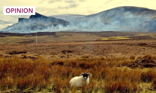 Muirburn is the practice of burning off old growth on a heather moor to encourage new growth for grazing (Image: Edinburghcitymom/Shutterstock)