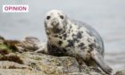 Grey seals are commonly seen in Scotland (Image: Luca Nichetti/Shutterstock)