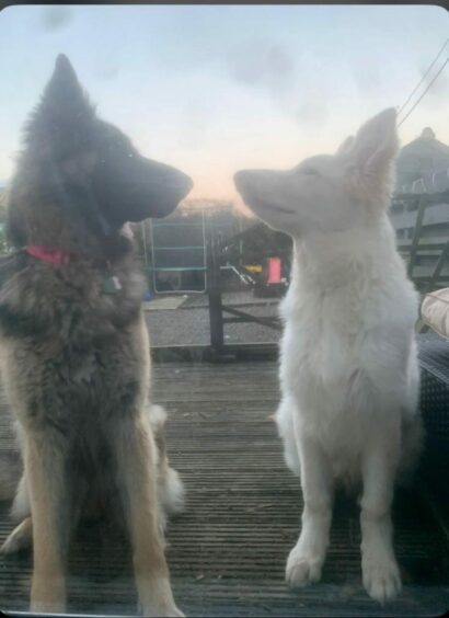 German shepherds Sansa, aged three, on the left, and Ghost, who’s just 26 weeks, look in their element sitting outside Sharon McIntosh’s back door in Arbroath.