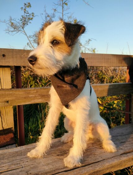 Eight-month-old Lorraine Cochrane's Parson Russell Terrier pup Scott, dressed up for a night out, seems ready to take on the world.