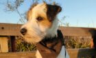 All dressed up smartly for going out, Lorraine Cochrane’s eight-month-old Parson Russell terrier puppy Scott looks ready to take on the world in this lovely snap taken at Kingoodie.