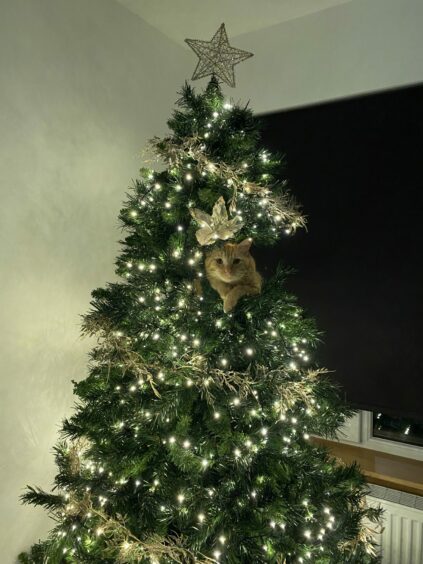 Intrepid cat Toby has come to no harm climbing the Christmas tree every day of the festive season but the same certainly can’t be said for the tree – hence the lack of baubles. Claire Smith says he definitely rules the roost at home in Mintlaw.