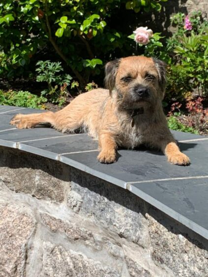 Border Terrier Tobermory (aka Toby) is in the perfect place to enjoy the sun in the back garden which he shares with Mr and Mrs Ian Graham, Aberdeen.