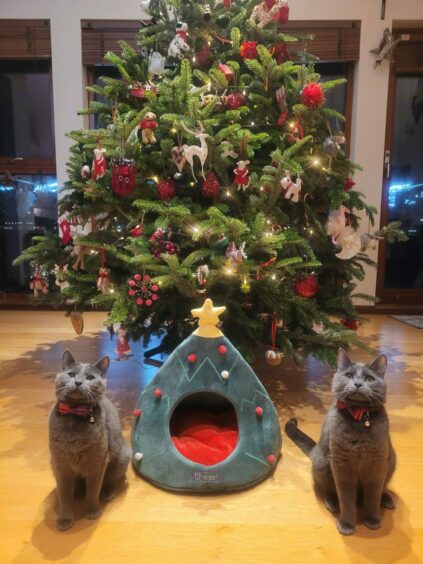 Freddie, left, and Danny all ready for Christmas in their smart bow ties. They were no doubt hoping for a new Christmas tree cat bed – owner Susan Bray, of Newport-on-Tay, says the one-year-old mogs no longer fit in this one!