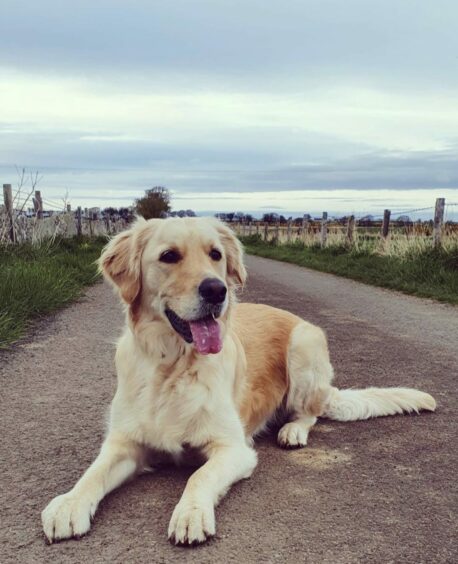 On alert is Bear, a three-year-old golden retriever who lives in Caithness with Janice Ross.