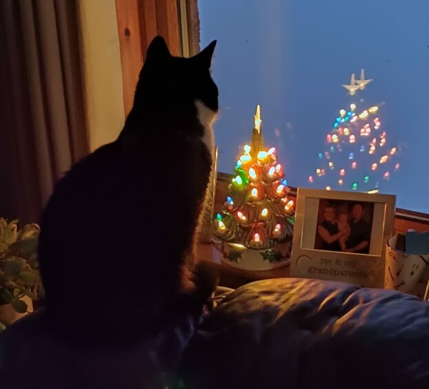 Smudge enjoys the twinkly Christmas lights and snow-covered garden from the comfort of home, which he shares with Asty and Claire at Auchterless.