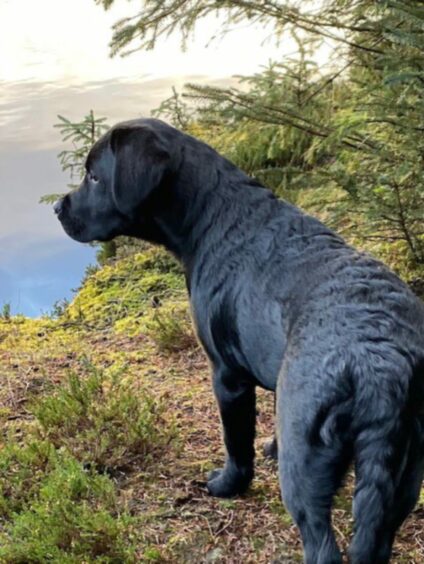 Learning the ropes is 16-week-old black Labrador Buddy at Toftnigall Loch. This wee fella has lots to learn, and Gillian and Graeme Gunn from Caithness have already started teaching him.