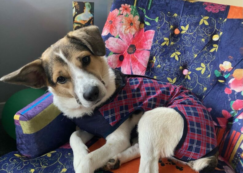 Michelle Grant, of Friockheim, sent in this cute pic of Jojo keeping warm in the cold spell, wrapped up in her tartan coat in the best seat in the house.