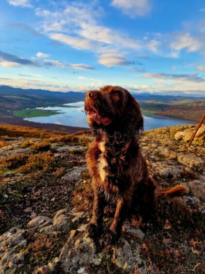 Charlie lives with Kirsty Sutherland in Golspie, where he loves exploring the hills and chasing birds. Here he is at the top of Struie Hill.