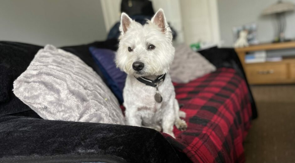 Seven-year-old Westie Hamish surveys the world from the comfort of his sofa at his home in Elgin, where he lives with Gill Farrell.