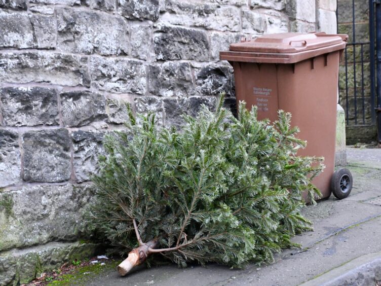 Christmas tree lying on street next to brown wheelie bin