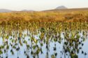 A photo of peatlands - image related to article about protecting Scotland's nature