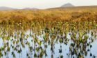A photo of peatlands - image related to article about protecting Scotland's nature