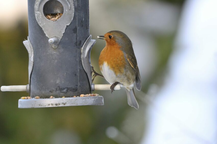 A photo of a robin