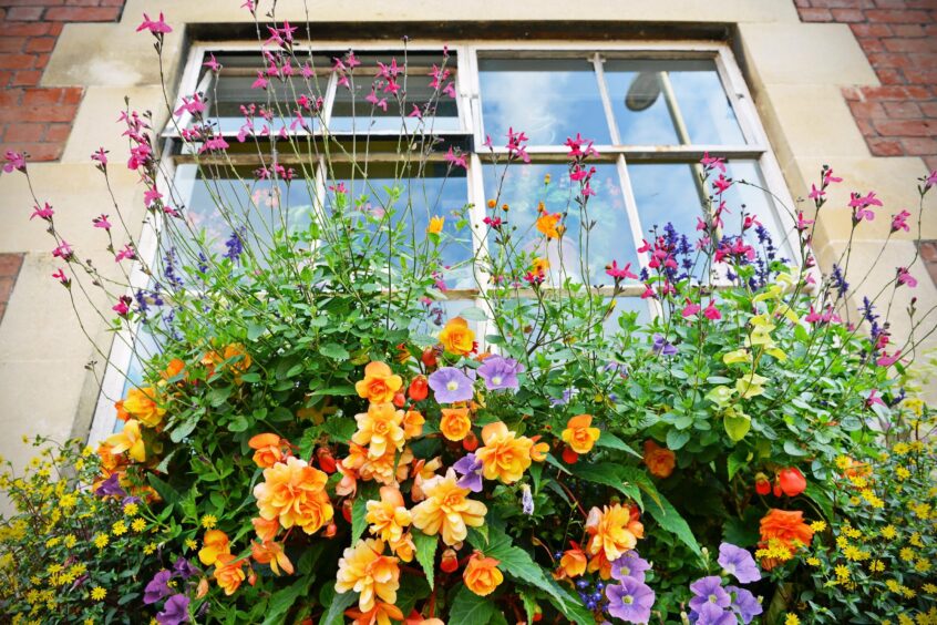 A photo of flowers in a window box