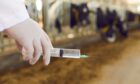 The QMS solution will allow Scottish farmers to feed data about antibiotic use into a new Medicine Hub. Image: Shutterstock