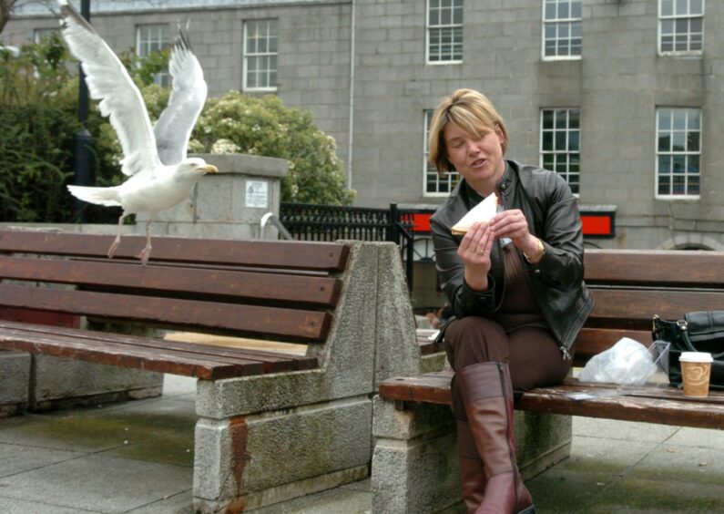 Wendy Morrison became the face of the victims of Aberdeen's urban gull population in 2007 when she posed for this 'gotcha' journalism re-enactment of an earlier sandwich snatching incident. Now there are concerns new bee-friendly bus stops could make for new homes for the birds. Image: Amanda Gordon/DC Thomson.
