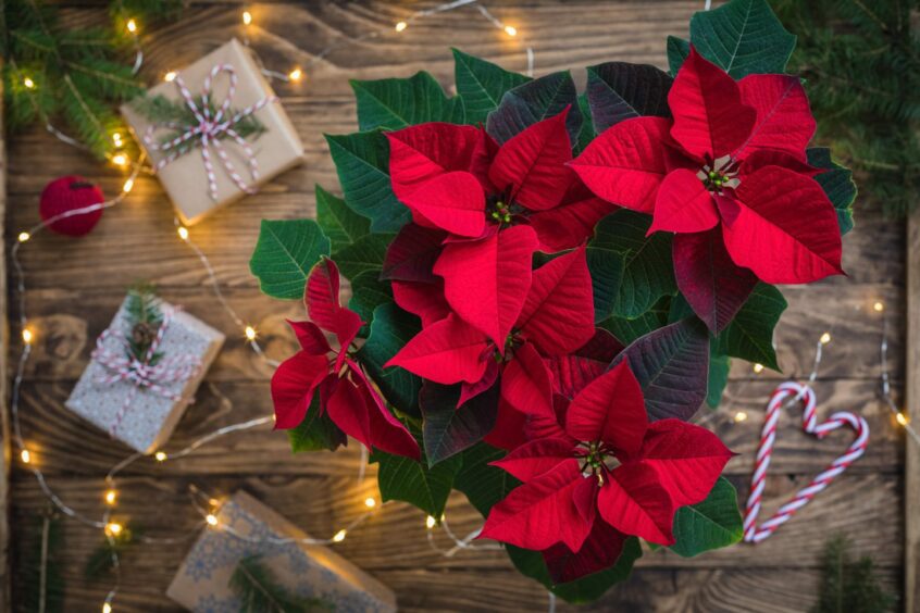 A poinsettia on a wooden table among fairy lights and wrapped presents.