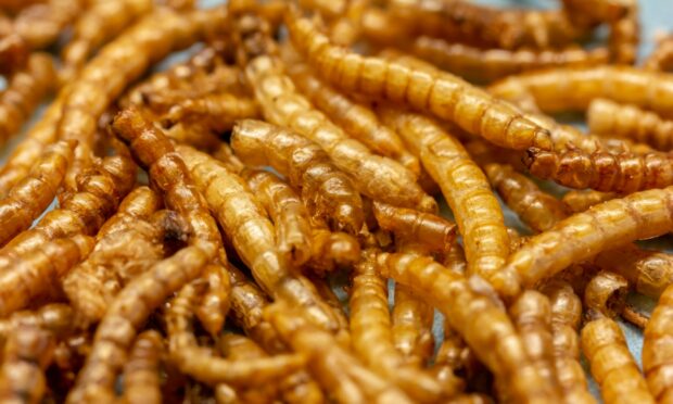 The potential inclusion of edible insects in animal feed is at the heart of new research. Image: Shutterstock