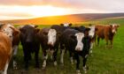 Herd of cattle looking at camera at sunset.