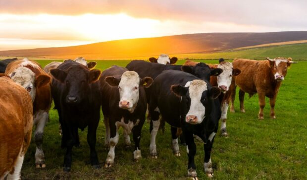 Herd of cattle looking at camera at sunset.