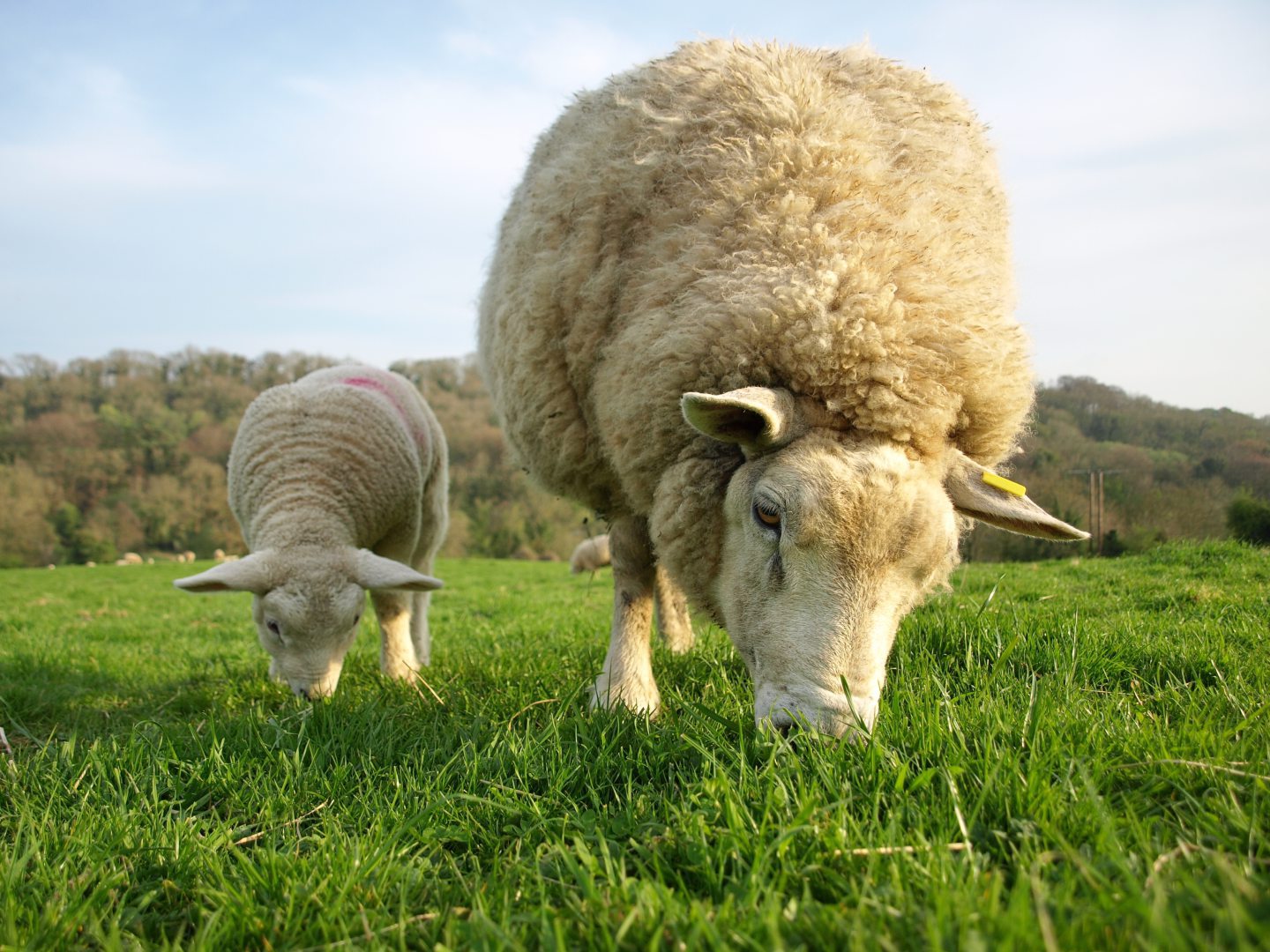 New webinars to set the scene for lambing success - Vimarsana News