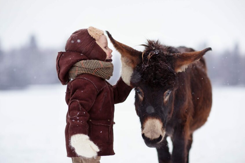 A child playing with a donkey in the snow.