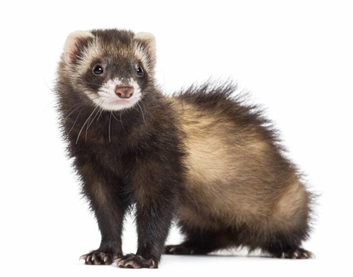 Stock image of ferret.