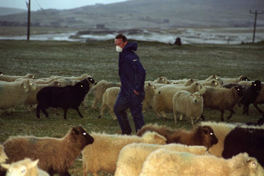 Sheep being moved after the Braer Shetland oil disaster.