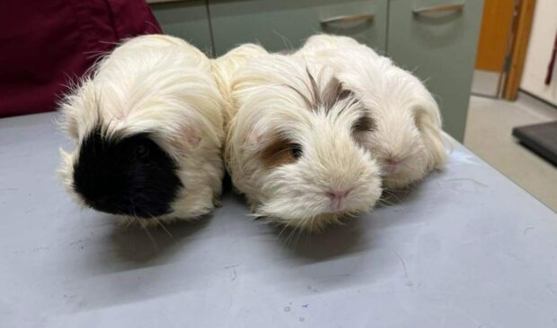The guinea pigs are now safely at one of the Scottish SPCA rescue and rehoming centres. Image: Scottish SPCA.