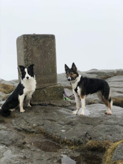 Hilltop heroes Fidget and Amber are on top of the world after conquering Bennachie with Bob Anderson from Aboyne.