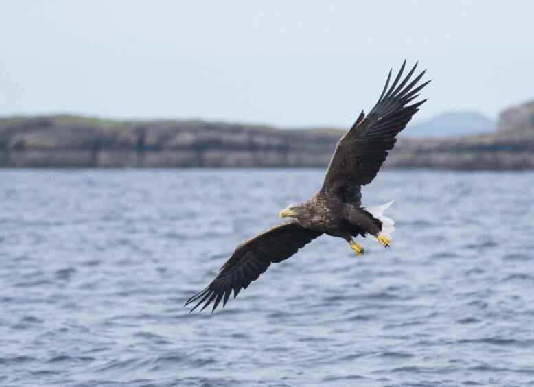 Sea eagles are known as coastal birds, One has died on a beach near benderloch