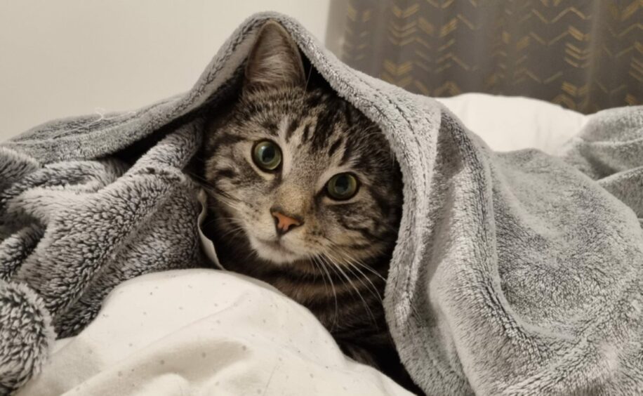 Majestic Mojo has found the purrfect place to snuggle down in Ullapool! The bewitching beauty commandeered Phoebe Ross’s dressing gown, and doesn’t she wear it well?
