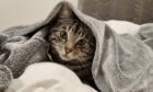 Majestic Mojo has found the purrfect place to snuggle down in Ullapool! The bewitching beauty commandeered Phoebe Ross’s dressing gown, and doesn’t she wear it well?