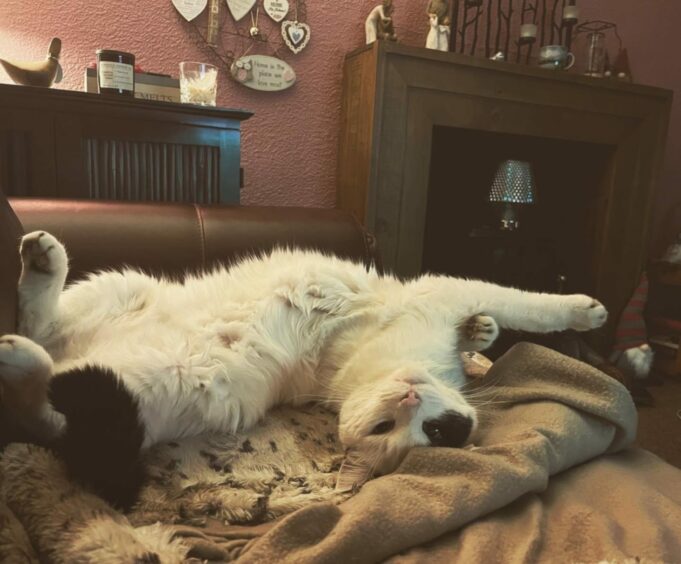 Think you know how to really relax? Think again! Lovely Lenny demonstrates how to truly embrace comfort in Rachael Kelman’s adorable photo from Rothes, Moray.