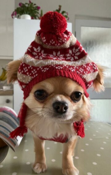 Now, that’s what you call a Christmas hat! Wouldn’t the world be a brighter place if we were all a bit more Phoebe and wore hats as big as ourselves with this much style? The pint-sized pup perfects festive fashion at Alison Duncan’s in Aberdeen.