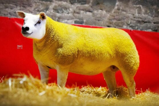This Texel gimmer sold for 12,000gns to the Bodens in Cheshire. Image: MacGregor Photography