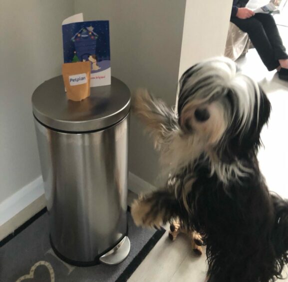 Anne Taylor tells us Tibetan terrier Dee was delighted to win a Christmas treat, but she doesn’t say what for. We assume the Inverurie beauty was named bestest cutie with the finest fringe in the land!