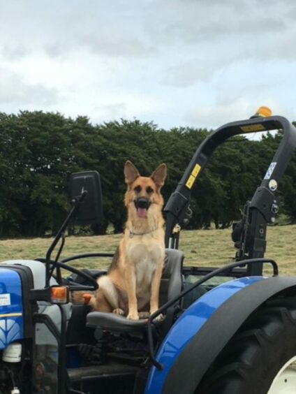 More than just a pretty face, the splendid Violet looks proud as punch to be helping David Reid turn the hay in Kingswells. We think all jobs should have a canine assistant!